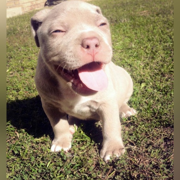 Meet your Posher, Sunny - Picture 2 of 2